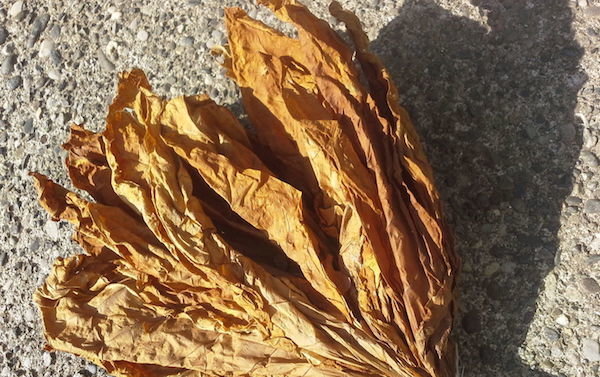 Gedroogde tabaksbladeren zijn gemakkelijk gebroken en verkruimeld in zijn handen