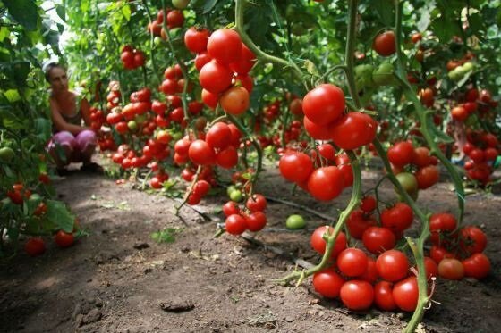 Hoe om te groeien tomaten (tomaten)