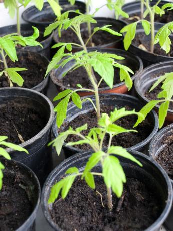 De zorg voor de zaailingen na de pick tomaten