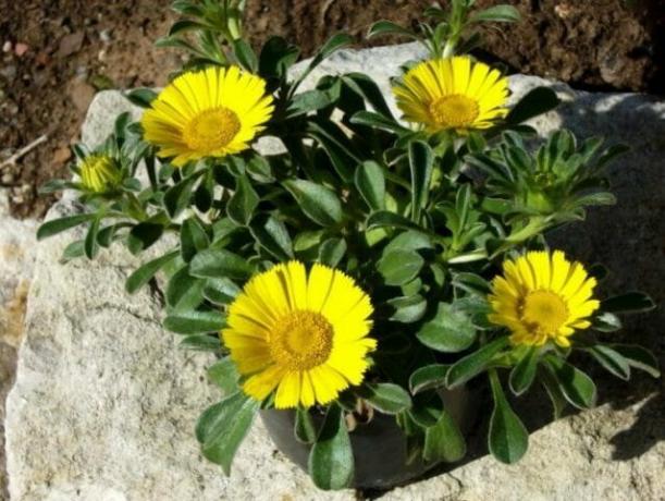 Container Gardening - niet veeleisende planten voor uw tuin: tips om tuinders