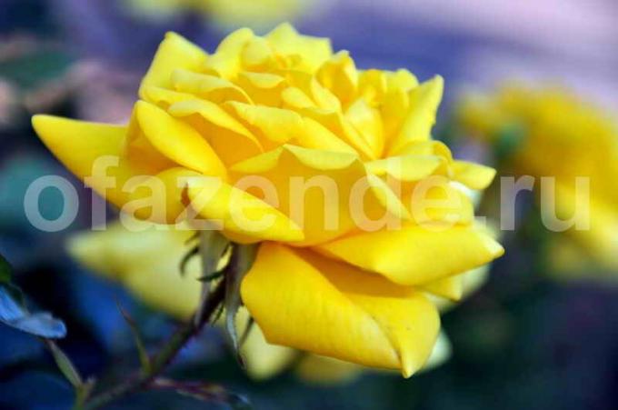 Gele roos. Illustratie voor een artikel wordt gebruikt voor een standaard licentie © ofazende.ru