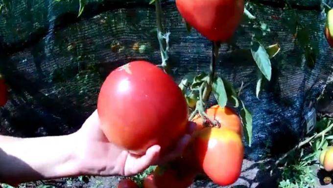 "Meat" is nooit te veel. Top 3 meest vlezig en productieve rassen van tomaten voor de kassen en tuinen