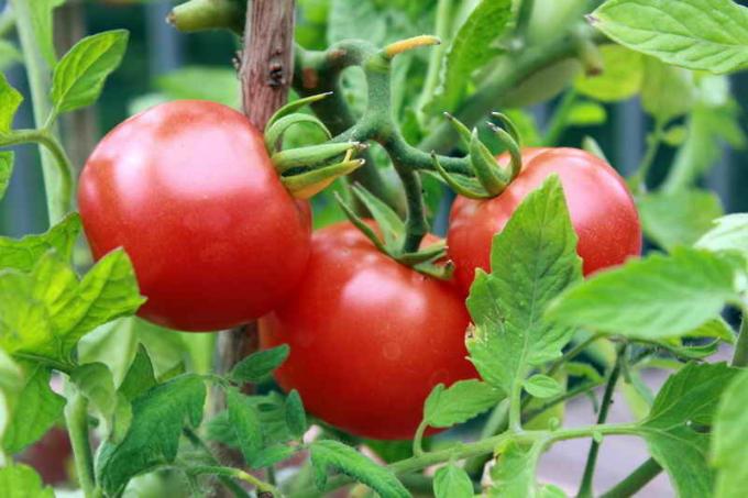 Harvest tomaten. Illustratie voor een artikel wordt gebruikt voor een standaard licentie © ofazende.ru