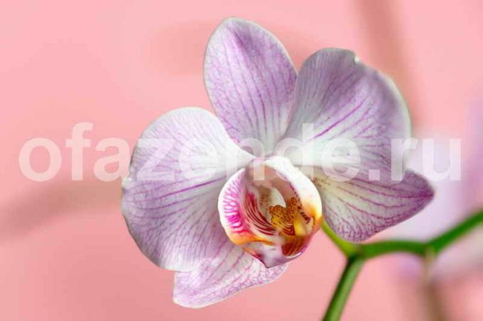 Orchidee bloem. Illustratie voor een artikel wordt gebruikt voor een standaard licentie © ofazende.ru
