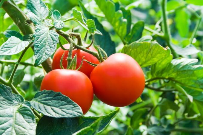 Tomaten mag niet worden geplant na de aardbeien. Illustratie voor een artikel wordt gebruikt voor een standaard licentie © ofazende.ru