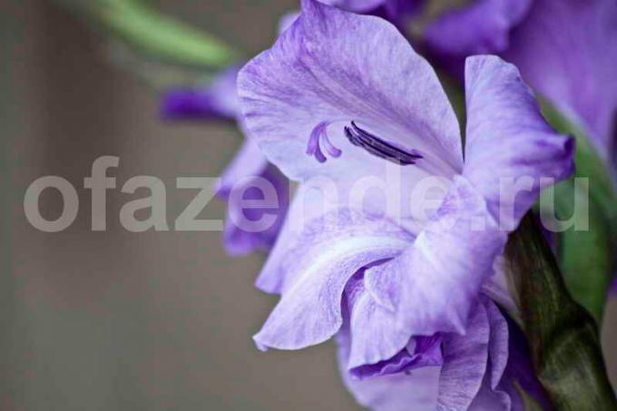 5 geheimen van de groeiende gladiolen