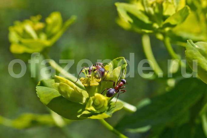 Mieren op groenten. Illustratie voor een artikel wordt gebruikt voor een standaard licentie © ofazende.ru