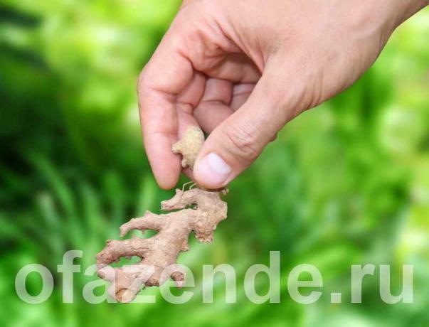 De teelt van gember in de woning