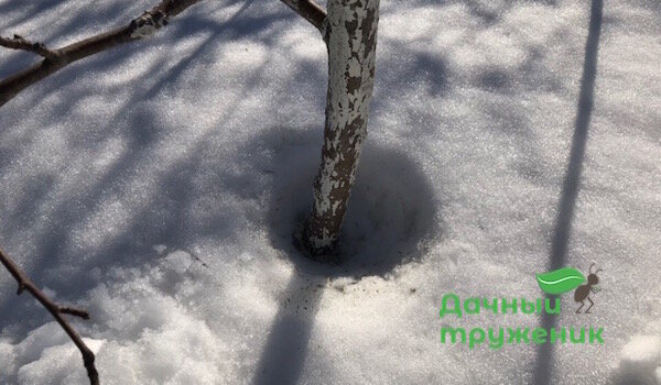 Smeltende sneeuw rond de stam met witkalk. 