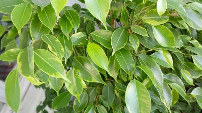 Wat hij wil Ficus benjamina? 5 eenvoudige tips voor een gezonde groei