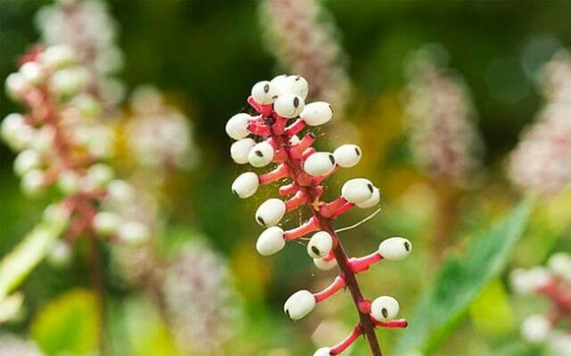 witte cohosh