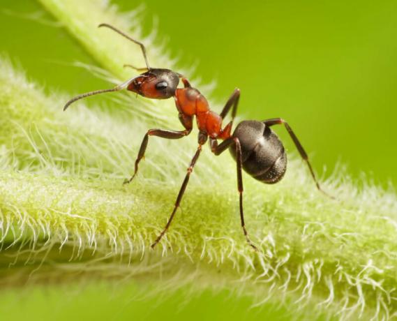 Effectieve manier van tuin mieren gevonden!