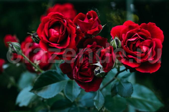 8 geheimen van het kweken van rozen