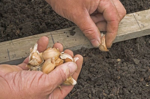 5 trucs planten winter knoflook: hoe om de opbrengst te verhogen is 1,5 maal