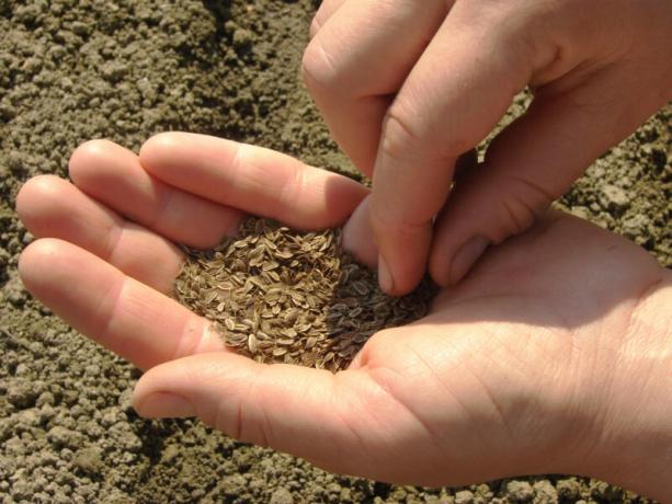 Mijn groeiende technologie sappig dille zonder paraplu