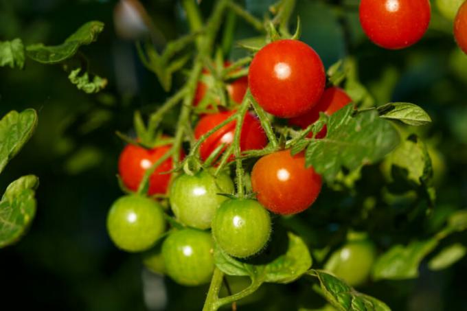 Cherry tomaten zijn geschikt voor de tuin binnen. Illustratie voor een artikel wordt gebruikt voor een standaard licentie © ofazende.ru