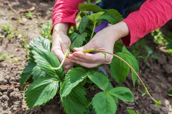 Snijd de bladeren van aardbeien en snor