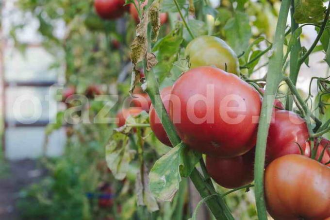 De teelt van tomaten. Illustratie voor een artikel wordt gebruikt voor een standaard licentie © ofazende.ru