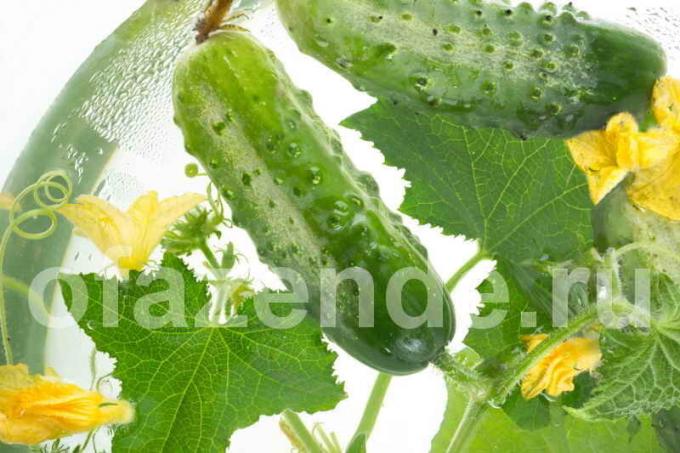 Waarom twisted bladeren van komkommer? Illustratie voor een artikel wordt gebruikt voor een standaard licentie © ofazende.ru