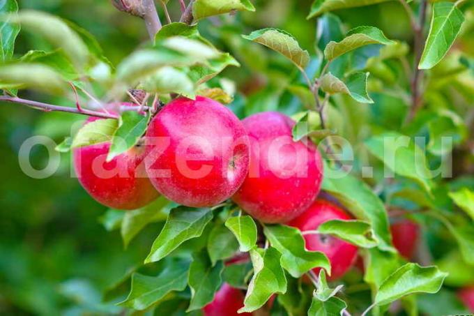 Appelen op een jonge appelboom. Illustratie voor een artikel wordt gebruikt voor een standaard licentie © ofazende.ru