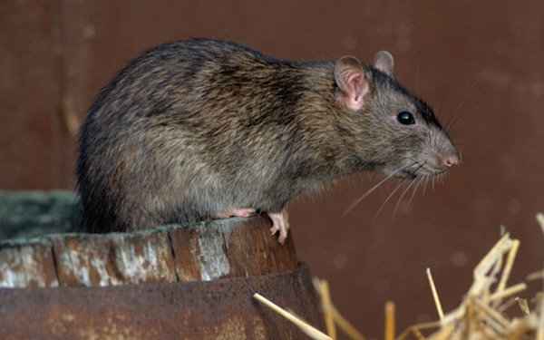 Zich te ontdoen van ratten in de tuin grond: goedkope humane methode