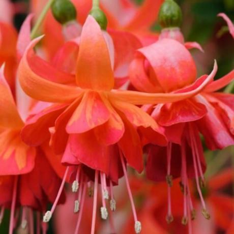 Dubbele bloemen met oranje kelkbladeren