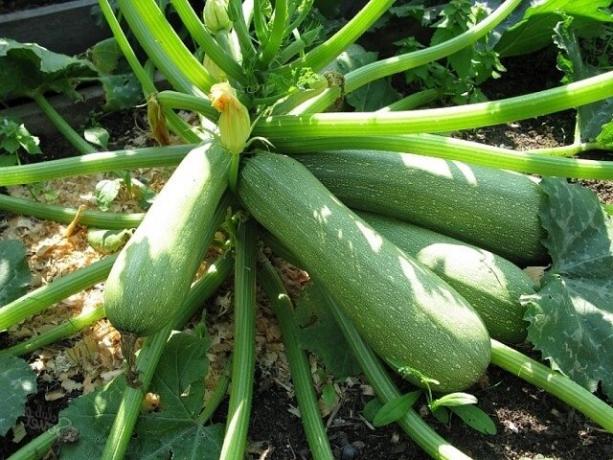 Mijn geheimen aan een rijke oogst van courgette