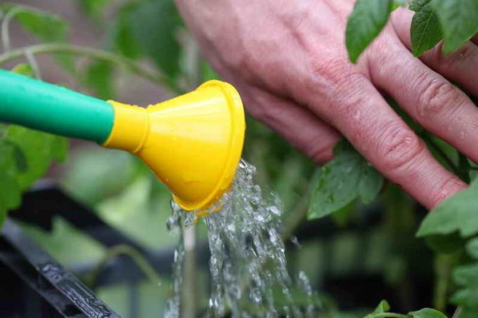 Watering tomaten. Illustratie voor een artikel wordt gebruikt voor een standaard licentie © ofazende.ru