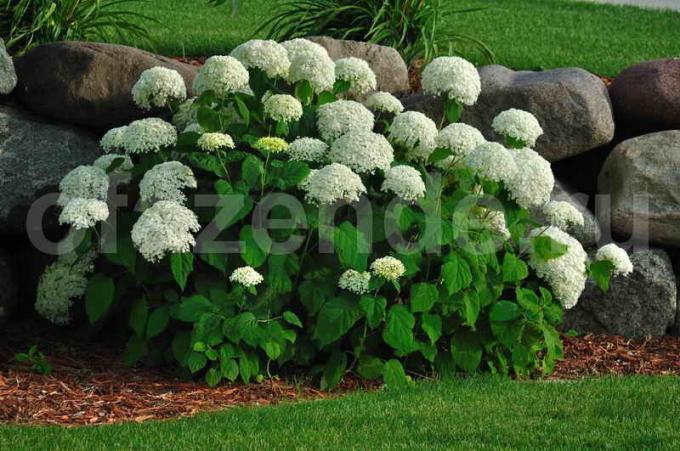 Hydrangea bush. Illustratie voor een artikel wordt gebruikt voor een standaard licentie © ofazende.ru