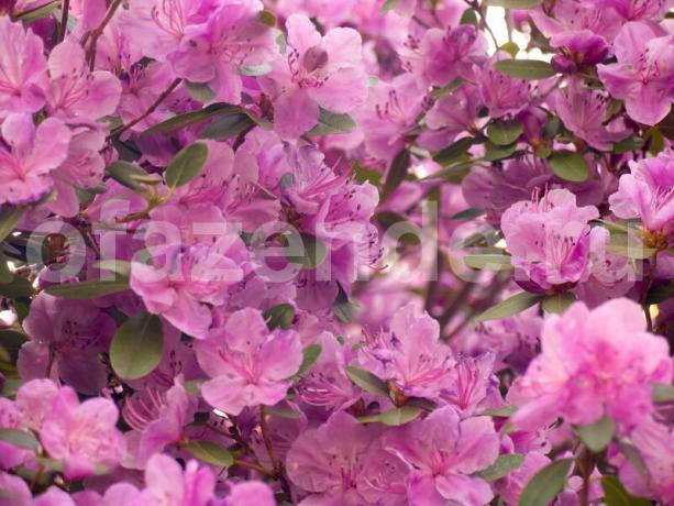 Groeiende rododendrons. Illustratie voor een artikel wordt gebruikt voor een standaard licentie © ofazende.ru