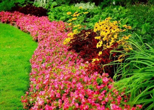 Vaste planten - bloemen voor alle seizoenen: Tips tuinders