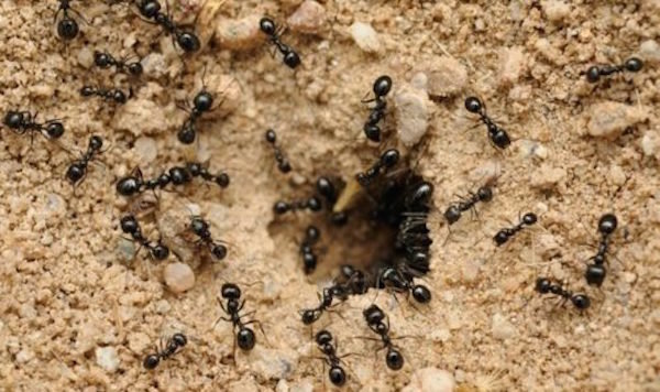Mieren brengen veel voordelen aan de tuin. Geen behoefte om hen te vernietigen