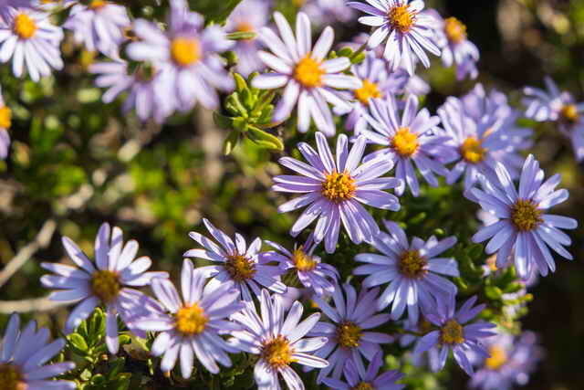 Blue bloeiwijzen (Foto gebruikt onder de standaard licentie © ofazende.ru)