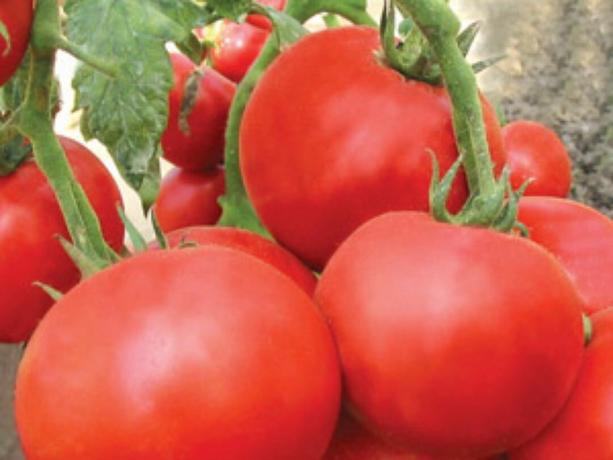 De meeste vroege rassen van tomaten: typen en omschrijvingen