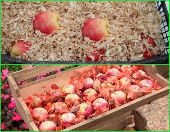 Methoden voor de winter opslag van appels