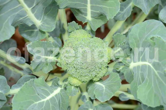 Groeiende broccoli. Illustratie voor een artikel wordt gebruikt voor een standaard licentie © ofazende.ru