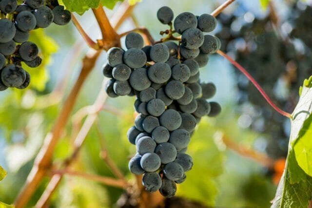 Druivennectar wordt thuis voorbereid en in de wijnmakerij, om lekker en geurig