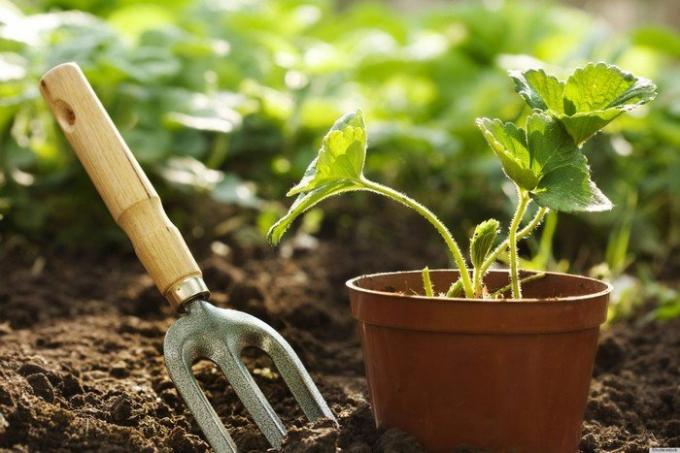 Waarom ervaren tuiniers zet een wedstrijd om de potten met kruiden