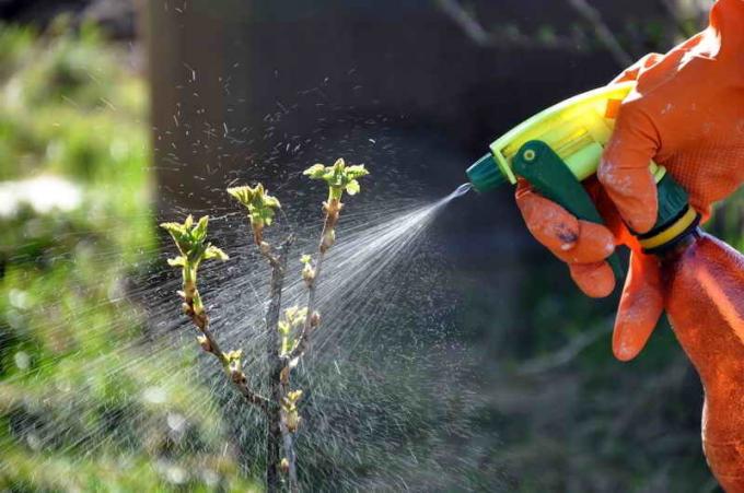 Hoe voor meeldauw op kruisbessen genezen