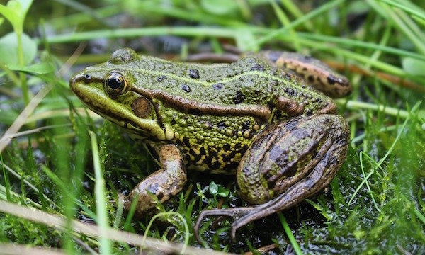 Hoe te kikkers (padden) in de tuin te trekken: een persoonlijke ervaring