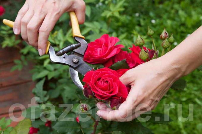 Het snoeien van rozen. Illustratie voor een artikel wordt gebruikt voor een standaard licentie © ofazende.ru