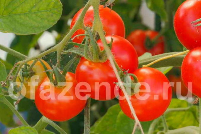 Tomaten op een tak. Illustratie voor een artikel wordt gebruikt voor een standaard licentie © ofazende.ru