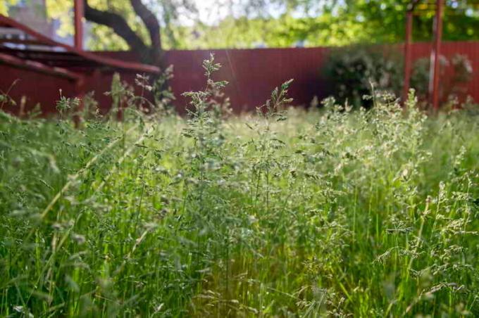 Wat te gras te kiezen voor het planten van een gazon: een overzicht van de eerste klasse rangen, foto's
