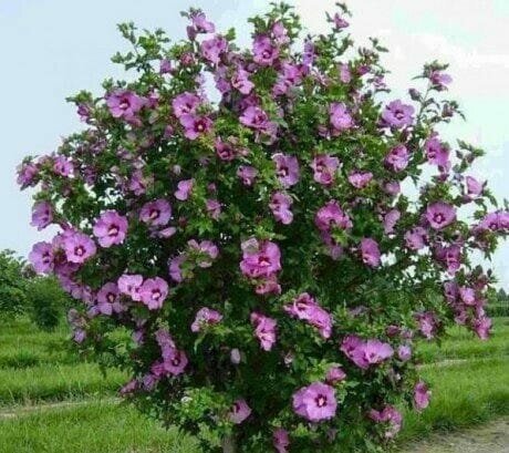 Hibiscus Syrische (Syrisch Rose)