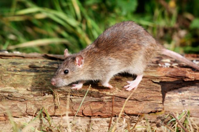 10 ideeën over hoe zich te ontdoen van muizen in een landhuis (de enige bewezen middel!)