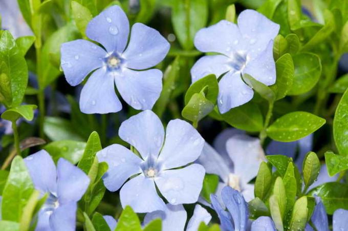 Kruipende kruidachtige planten in uw tuin: tips om tuinders
