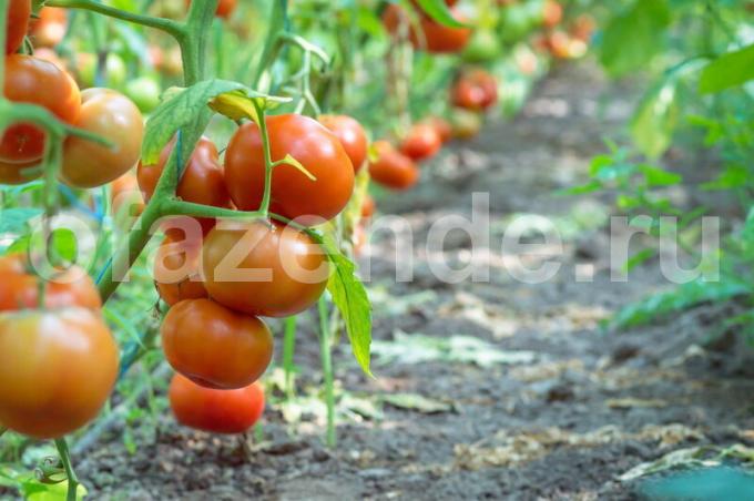 De meest voorkomende rassen van rode tomaten