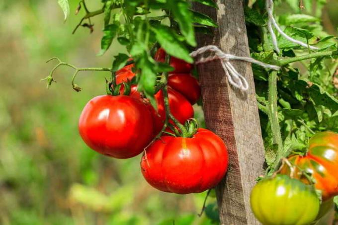 Care tomaten. Illustratie voor een artikel wordt gebruikt voor een standaard licentie © ofazende.ru