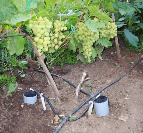 Hoe de druiven water om een ​​goede oogst te krijgen