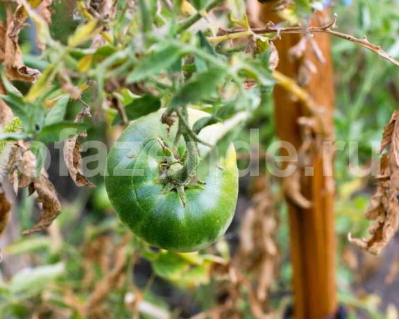 De teelt van tomaten. Illustratie voor een artikel wordt gebruikt voor een standaard licentie © ofazende.ru